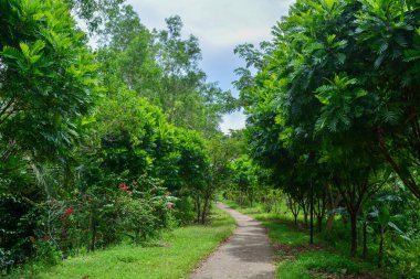 Endonezya 'daki Wonosobo şehir parkındaki solmuş ağaçların ve yeşil çayırların manzarası.