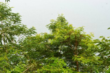 Endonezya 'daki Wonosobo şehir parkındaki solmuş ağaçların ve yeşil çayırların manzarası.