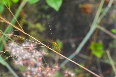 Endonezya 'daki Wonosobo şehir parkındaki solmuş ağaçların ve yeşil çayırların manzarası.