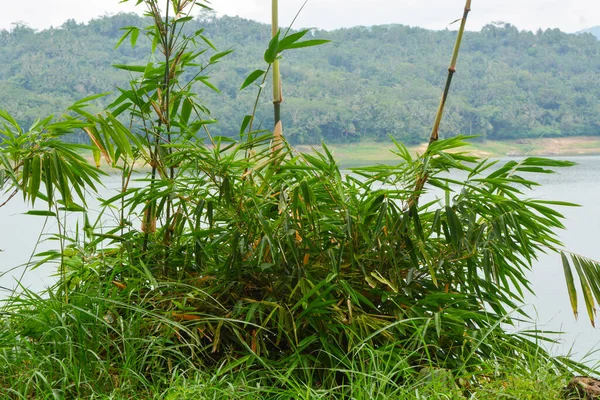 Pemandangan Pohon Pohon Layu Dan Padang Rumput Hijau Pagi Hari — Stok Foto