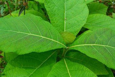 Bitkileri, çiçekleri, yaprakları kapatın. Düz fotoğraf.