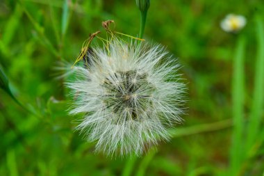 Bitkileri, çiçekleri, yaprakları kapatın. Düz fotoğraf.