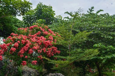 Tanjung Serut turist köyündeki parkın fotoğrafı.