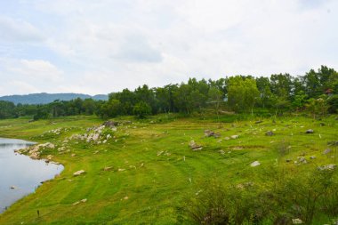 Endonezya 'daki Wonosobo şehir parkındaki solmuş ağaçların ve yeşil çayırların manzarası.