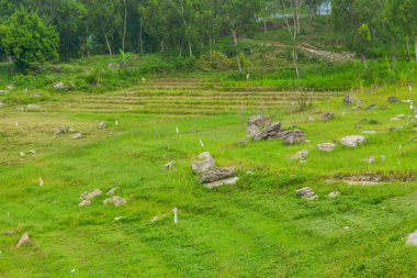 Endonezya 'daki Wonosobo şehir parkındaki solmuş ağaçların ve yeşil çayırların manzarası.
