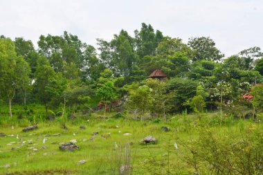Endonezya 'daki Wonosobo şehir parkındaki solmuş ağaçların ve yeşil çayırların manzarası.
