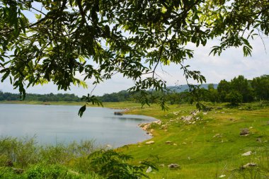 Endonezya 'daki Wonosobo şehir parkındaki solmuş ağaçların ve yeşil çayırların manzarası.