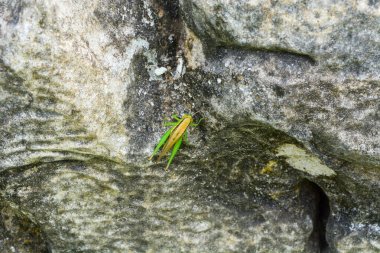Endonezya 'da yeni bir kırsal atmosferin fotoğrafı. Kimse yok.