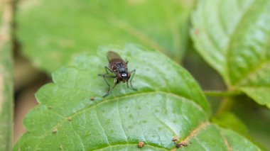 Yaprağın üzerine konmuş bir sineğin fotoğrafı.