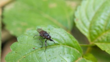 Yaprağın üzerine konmuş bir sineğin fotoğrafı.