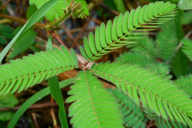 Bitkileri, çiçekleri, yaprakları kapatın. Düz fotoğraf.