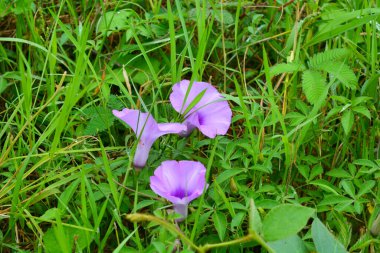 Bitkileri, çiçekleri, yaprakları kapatın. Düz fotoğraf.