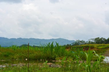 Endonezya 'daki Wonosobo şehir parkındaki solmuş ağaçların ve yeşil çayırların manzarası.