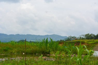 Endonezya 'daki Wonosobo şehir parkındaki solmuş ağaçların ve yeşil çayırların manzarası.