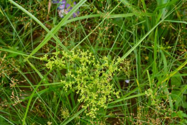 Bitkileri, çiçekleri, yaprakları kapatın. Düz fotoğraf.