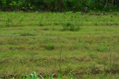 Bir tarlada çiçek, dal ve yapraklardan oluşan mısır ağacı..