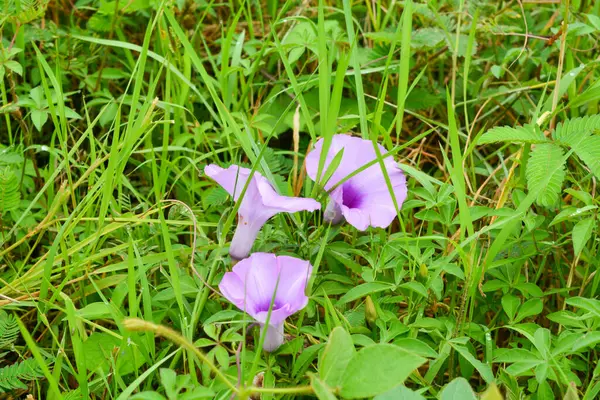 Bitkileri, çiçekleri, yaprakları kapatın. Düz fotoğraf.