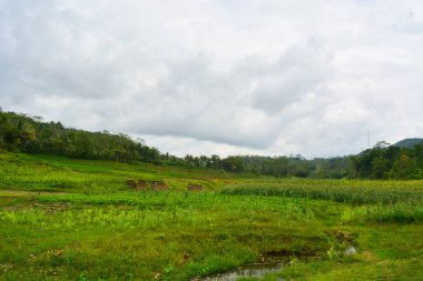 Bir tarlada çiçek, dal ve yapraklardan oluşan mısır ağacı..