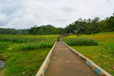 Endonezya 'daki Wonosobo şehir parkındaki solmuş ağaçların ve yeşil çayırların manzarası.