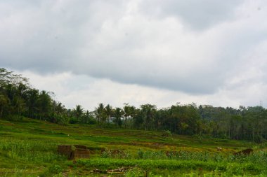 Bir tarlada çiçek, dal ve yapraklardan oluşan mısır ağacı..