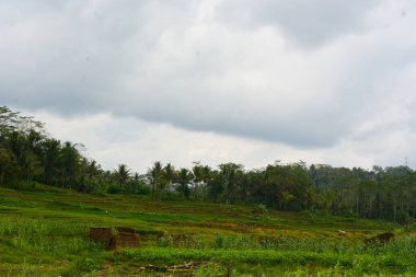 Bir tarlada çiçek, dal ve yapraklardan oluşan mısır ağacı..
