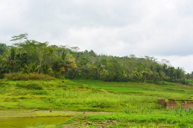 Bir tarlada çiçek, dal ve yapraklardan oluşan mısır ağacı..