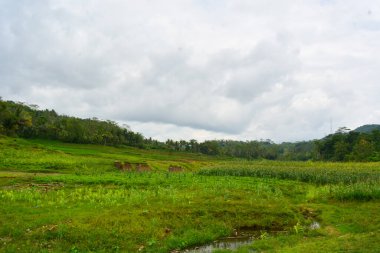 Bir tarlada çiçek, dal ve yapraklardan oluşan mısır ağacı..