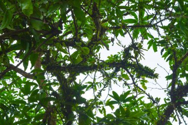 Endonezya 'daki Wonosobo şehir parkındaki solmuş ağaçların ve yeşil çayırların manzarası.