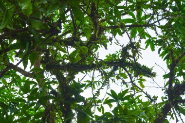 Endonezya 'daki Wonosobo şehir parkındaki solmuş ağaçların ve yeşil çayırların manzarası.