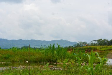 Endonezya 'daki Wonosobo şehir parkındaki solmuş ağaçların ve yeşil çayırların manzarası.