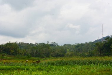 Bir tarlada çiçek, dal ve yapraklardan oluşan mısır ağacı..