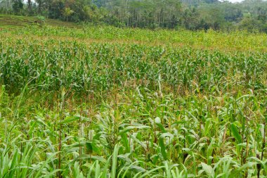 Bir tarlada çiçek, dal ve yapraklardan oluşan mısır ağacı..