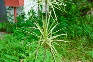 Endonezya 'daki Wonosobo şehir parkındaki solmuş ağaçların ve yeşil çayırların manzarası.