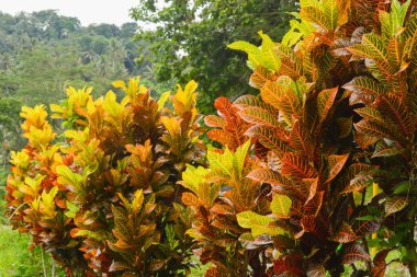 Endonezya 'daki Wonosobo şehir parkındaki solmuş ağaçların ve yeşil çayırların manzarası.