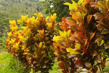 Endonezya 'daki Wonosobo şehir parkındaki solmuş ağaçların ve yeşil çayırların manzarası.