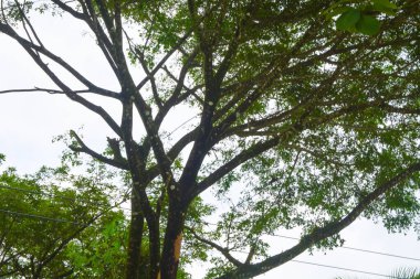 Endonezya 'daki Wonosobo şehir parkındaki solmuş ağaçların ve yeşil çayırların manzarası.