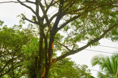 Endonezya 'daki Wonosobo şehir parkındaki solmuş ağaçların ve yeşil çayırların manzarası.