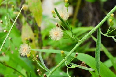 Bitkileri, çiçekleri, yaprakları kapatın. Düz fotoğraf.
