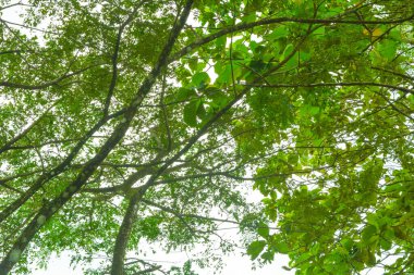 Endonezya 'daki Wonosobo şehir parkındaki solmuş ağaçların ve yeşil çayırların manzarası.