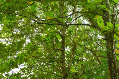 Endonezya 'daki Wonosobo şehir parkındaki solmuş ağaçların ve yeşil çayırların manzarası.