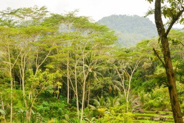 Endonezya 'daki Wonosobo şehir parkındaki solmuş ağaçların ve yeşil çayırların manzarası.