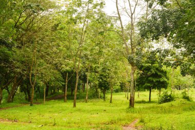 Endonezya 'daki Wonosobo şehir parkındaki solmuş ağaçların ve yeşil çayırların manzarası.