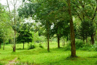 Endonezya 'daki Wonosobo şehir parkındaki solmuş ağaçların ve yeşil çayırların manzarası.