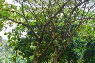 Endonezya 'daki Wonosobo şehir parkındaki solmuş ağaçların ve yeşil çayırların manzarası.