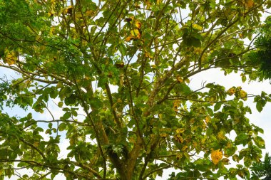 Endonezya 'daki Wonosobo şehir parkındaki solmuş ağaçların ve yeşil çayırların manzarası.