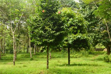 Endonezya 'daki Wonosobo şehir parkındaki solmuş ağaçların ve yeşil çayırların manzarası.