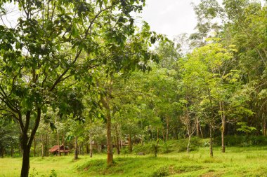 Endonezya 'daki Wonosobo şehir parkındaki solmuş ağaçların ve yeşil çayırların manzarası.