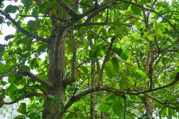 Endonezya 'daki Wonosobo şehir parkındaki solmuş ağaçların ve yeşil çayırların manzarası.