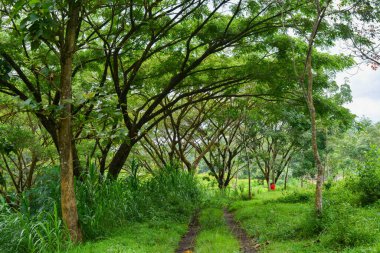 Endonezya 'daki Wonosobo şehir parkındaki solmuş ağaçların ve yeşil çayırların manzarası.