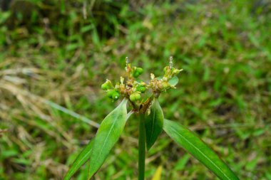 Endonezya 'daki Wonosobo şehir parkındaki solmuş ağaçların ve yeşil çayırların manzarası.